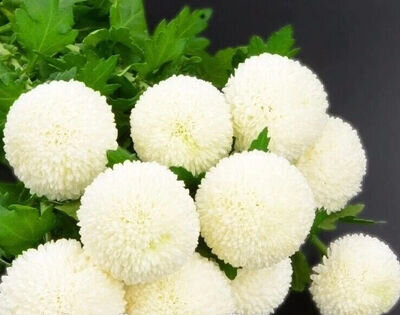 Chrysanthemum Snowball 250 seeds