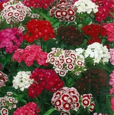 450 seeds Sweet William Dianthus barb.mix+4" FREE REUSABLE PLANT LABEL